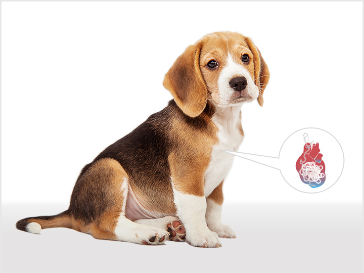 DPC_heartworms-inner-1