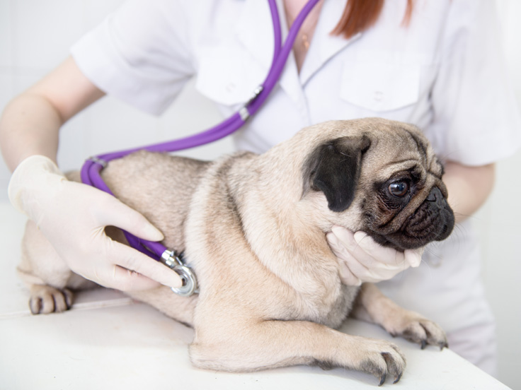 Does My Pet Actually Need A Veterinary Diet