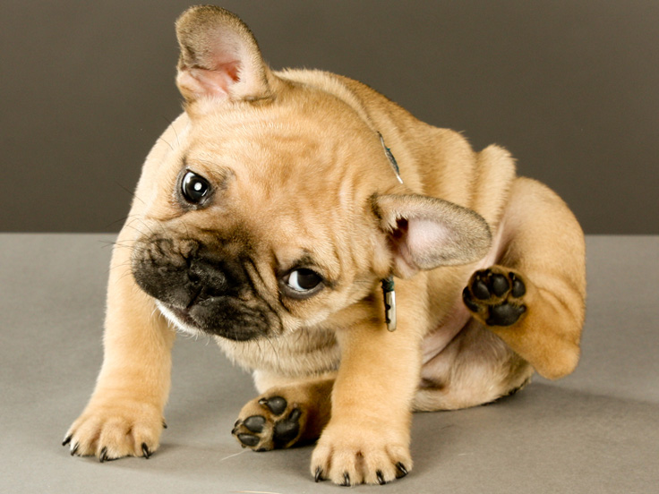 Veterinary Diets For Allergies