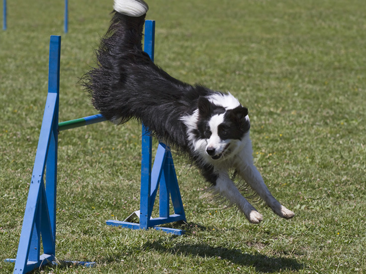 Veterinary Diets For Arthritis