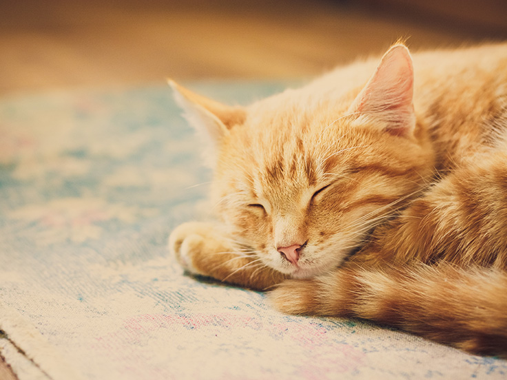 Veterinary Diets For Hyperthyroidism In Cats