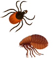 Flea & Tick