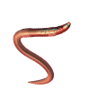 Worming