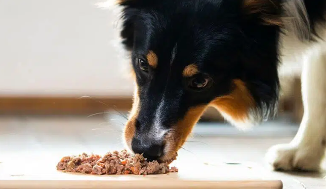 A cat or dog happily eating raw pet food diet.