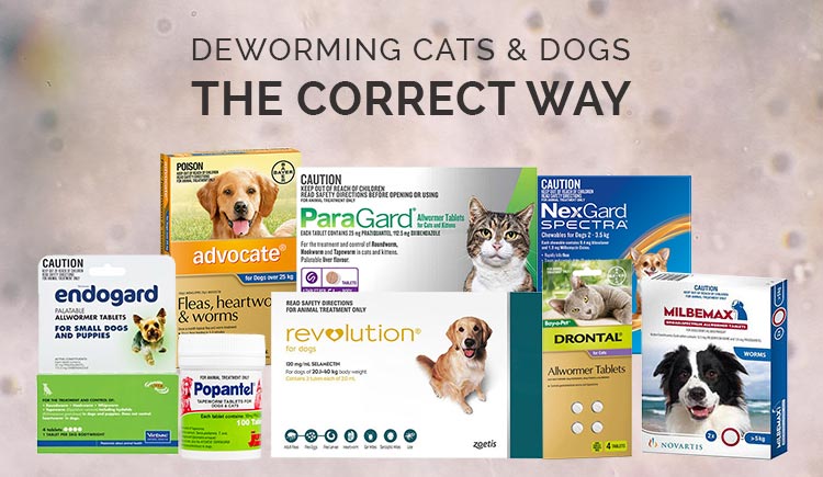 Proper Deworming Techniques for Cats and Dogs