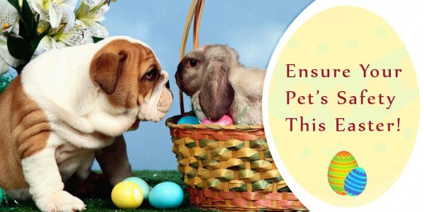 Ensure Your Pet's Safety This Easter