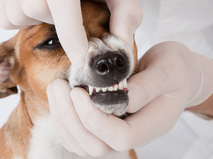 Veterinary Diets For Maintaining Good Oral Health