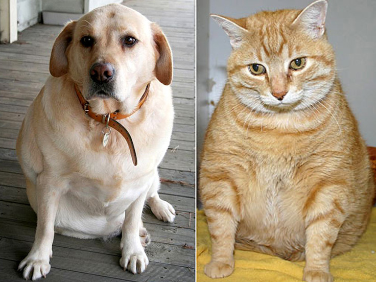 Veterinary Diets For Weight Management