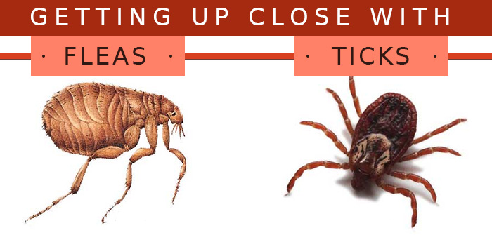 A Comprehensive Guide on Fleas & Ticks