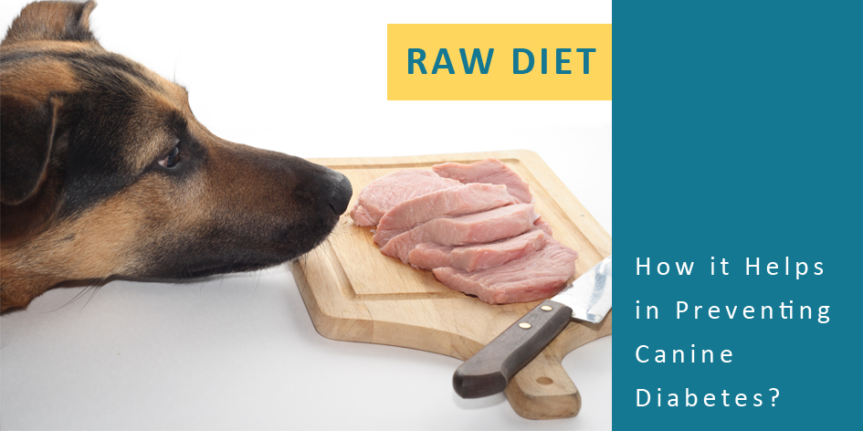 Raw Diet - How it Helps in Preventing Canine Diabetes? | DiscountPetCare