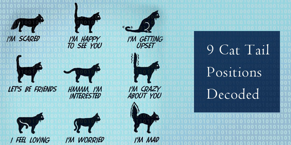 9 Cat  Tail Positions  Decoded DiscountPetCare