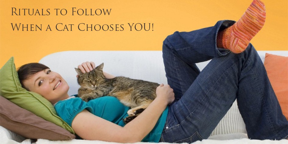 Rituals To Follow When A Cat Chooses You Discountpetcare
