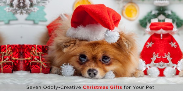 Seven Oddly Creative Christmas Gifts For Your Pet