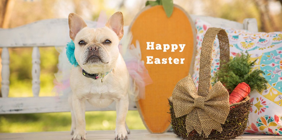 Easter Safety Tips For Pets