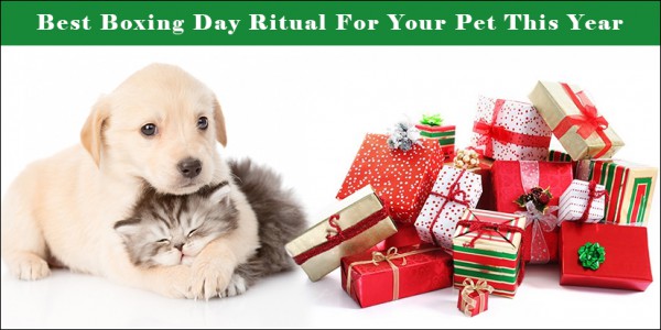 Best Boxing Day Ritual For Your Pet This Year