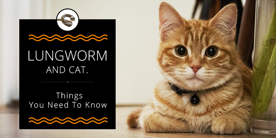 Lungworm And Cat. Things You Need To Know DiscountPetCare