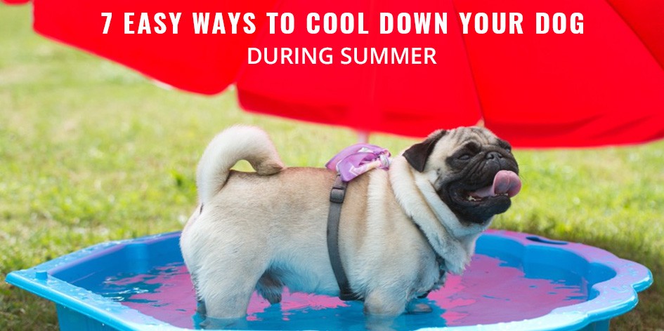 how to cool a dog down
