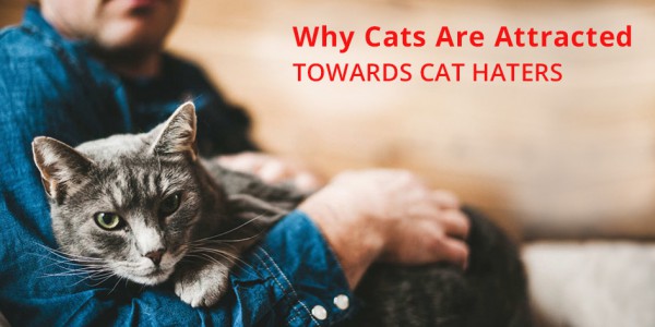 Cats Behaviour