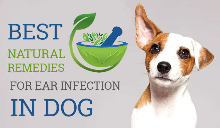Best Natural Remedies For Ear Infection In Dogs