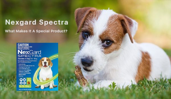 nexgard spectra