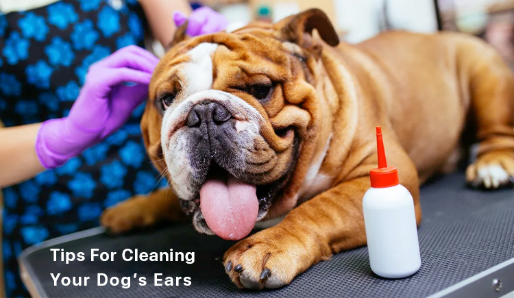 Cleaning Dog ears