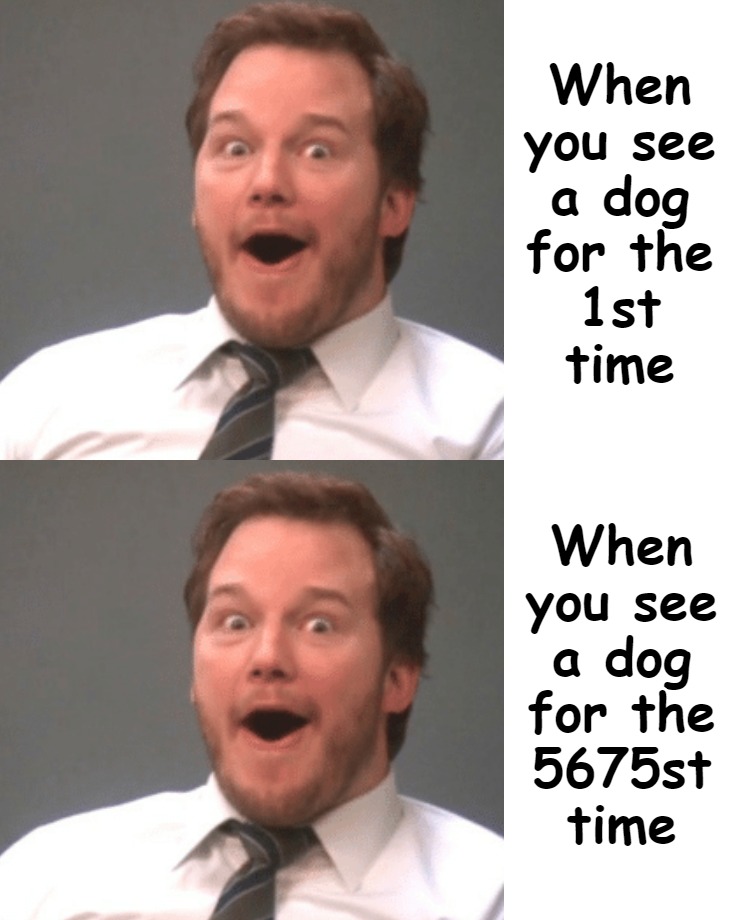 Happiness Is...Seeing Any Dog