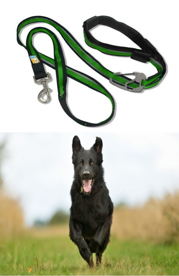 Who Let The Dog Out (Of The House)?