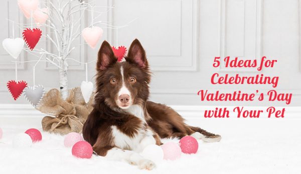 5 Ideas for Celebrating Valentine’s Day with Your Pet | DiscountPetCare