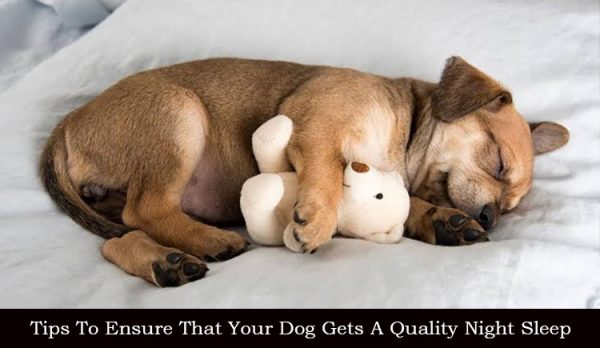 How to improve dog's sleep