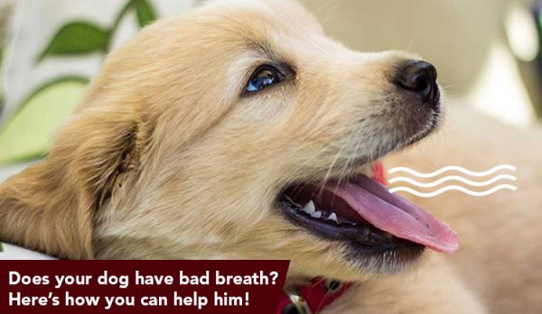 Bad Breath in Dogs