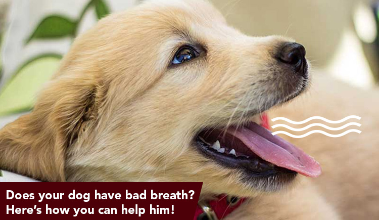 Bad Breath in Dogs