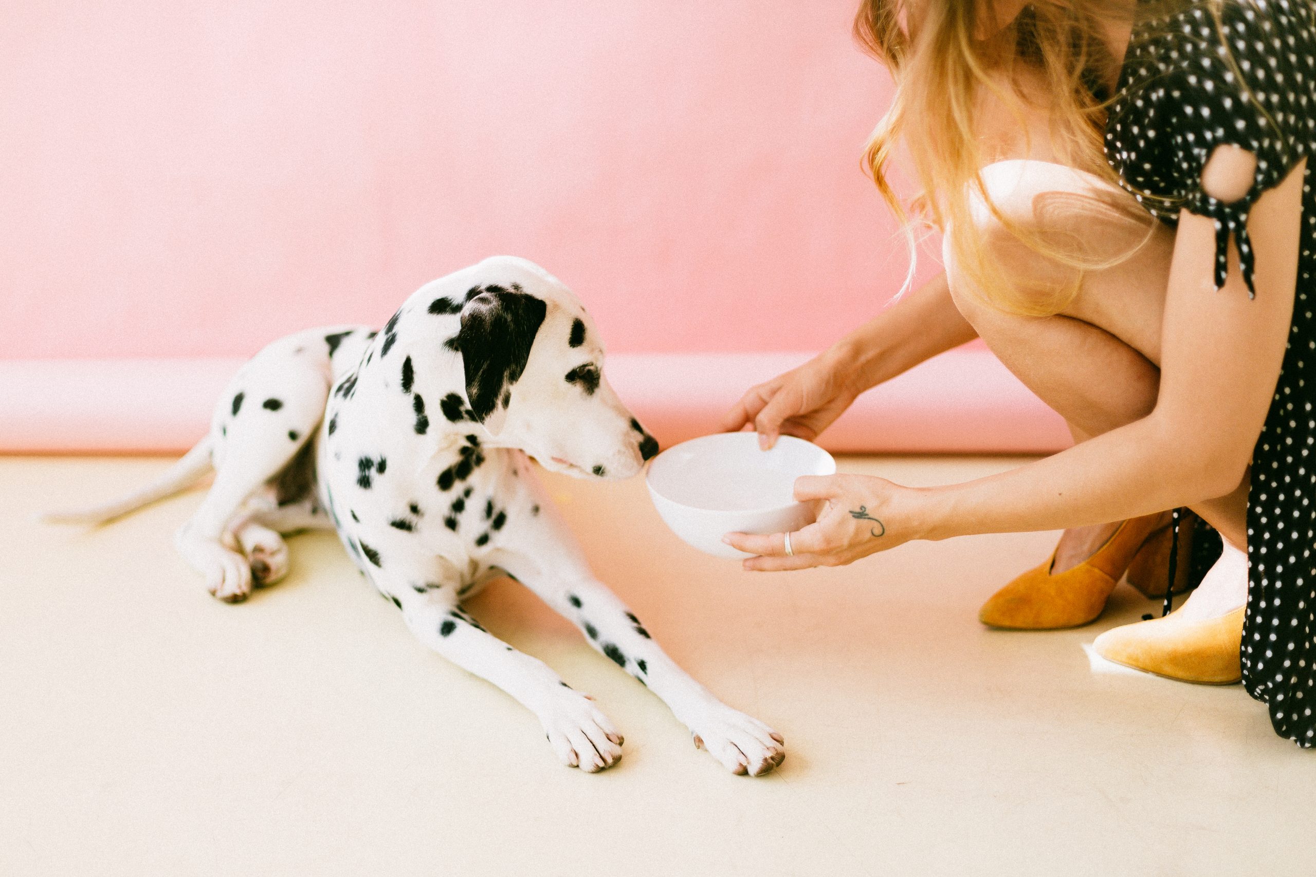 Looking after the Dog’s Health