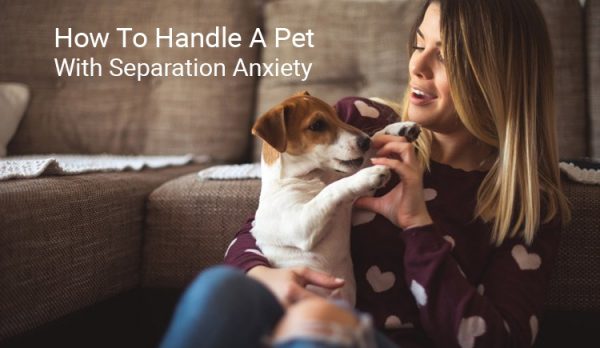 how to handle a pet