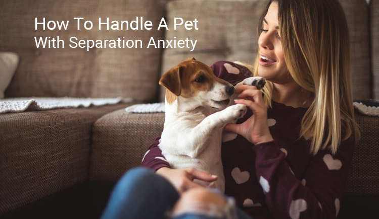 how to handle a pet