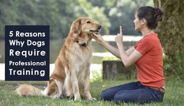 Reasons Dogs require professional Training