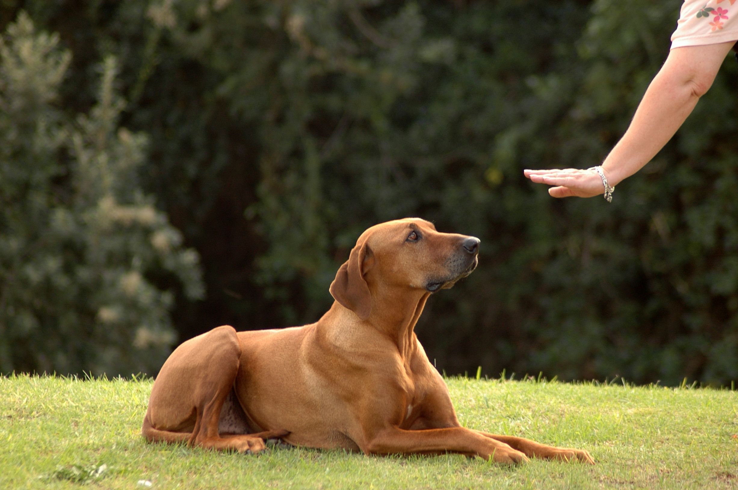 Practice Obedience Training