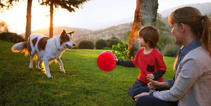 Play with your Dog
