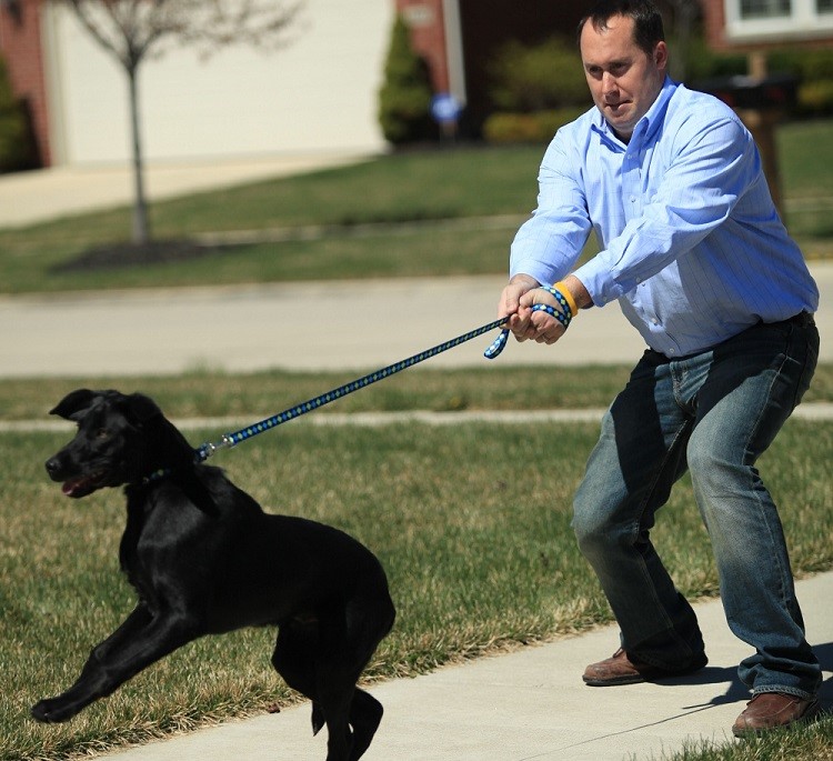 Leash training for Dogs