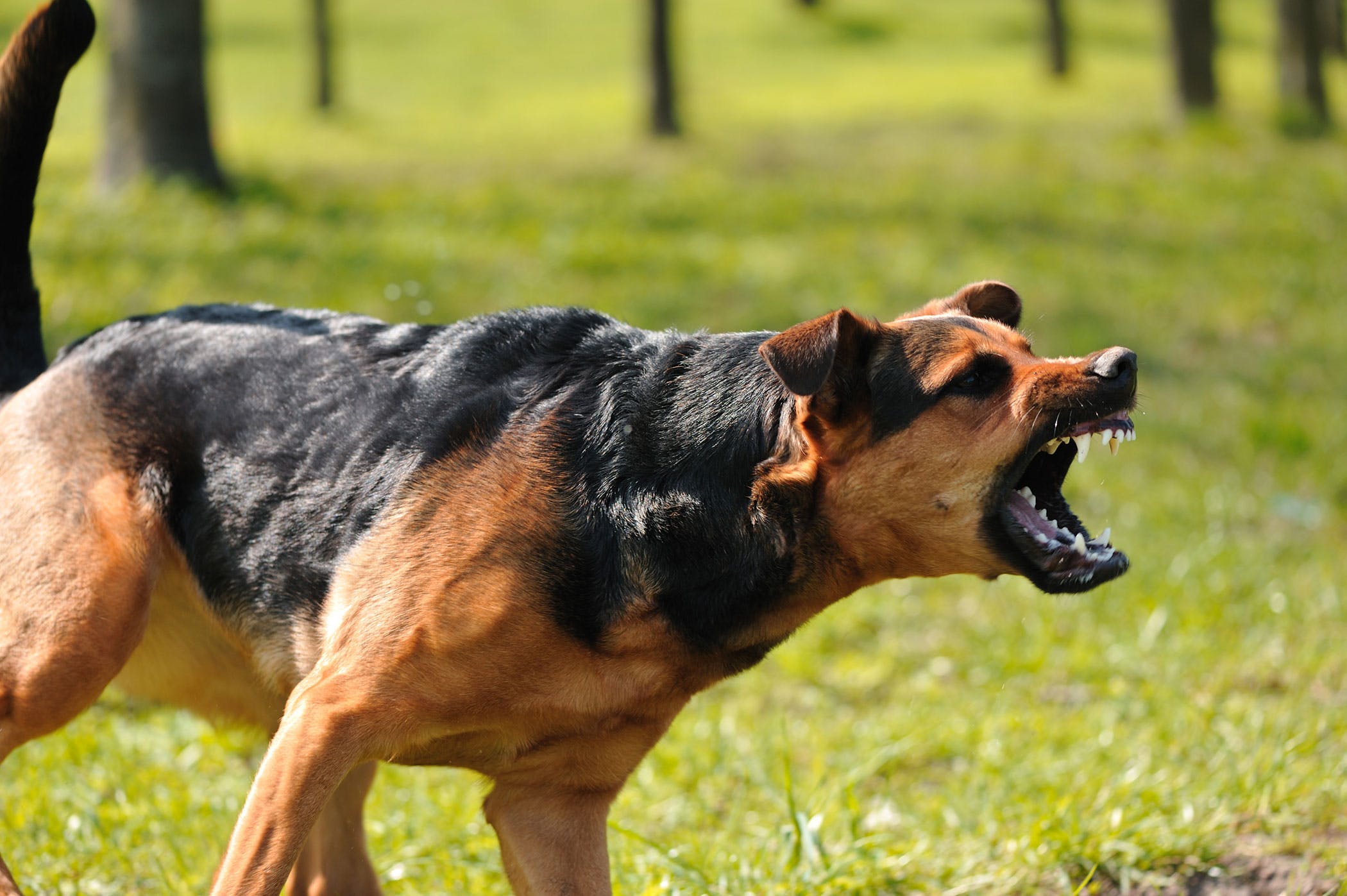 Dog Growling and Biting