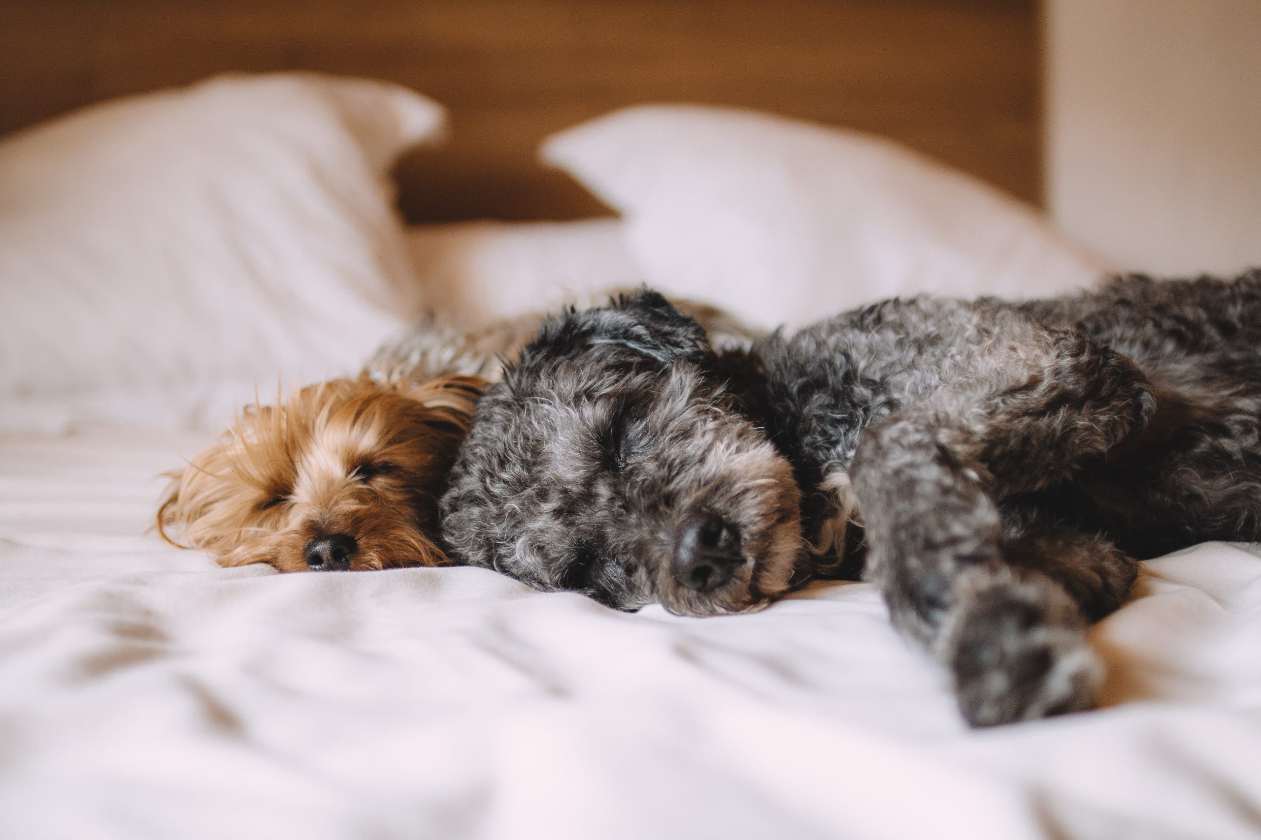 Separation Anxiety in dogs