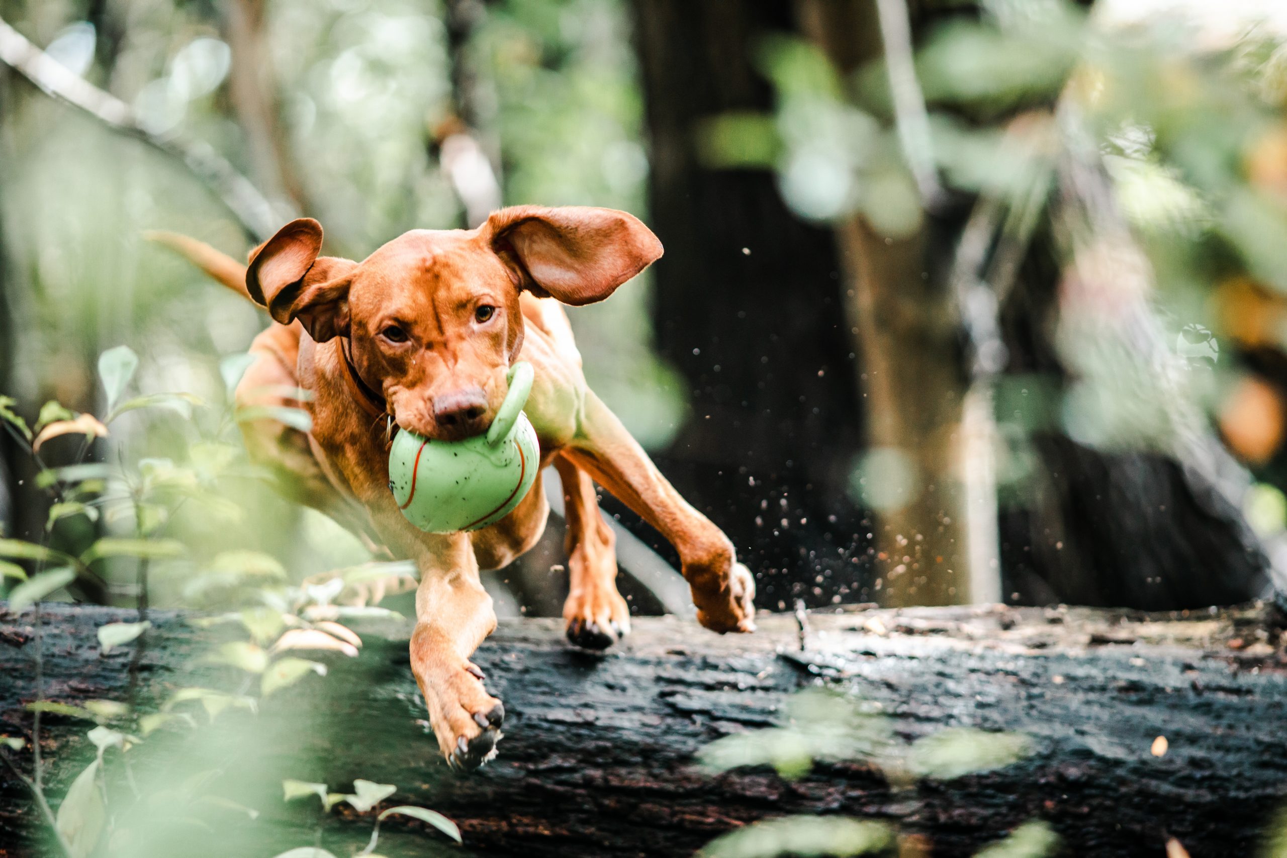 Jumping dog
