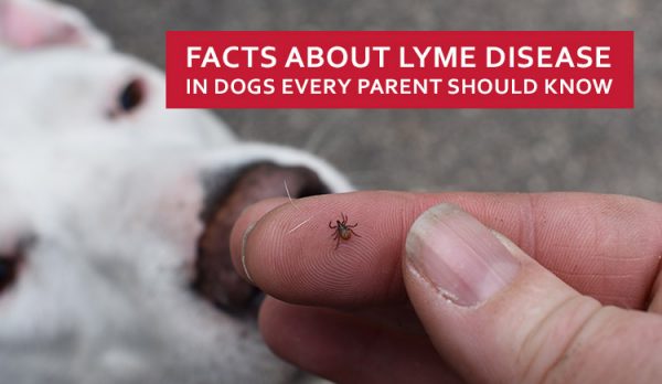Facts About Lyme Disease