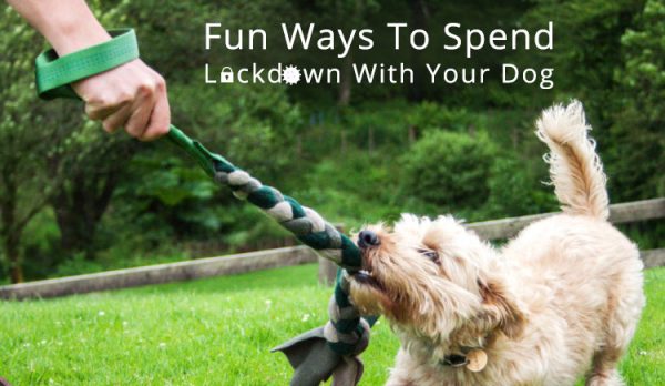 Fun ways to spend lockdown with pets