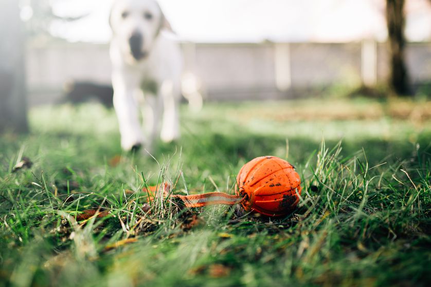 Treasure Hunt with Pets