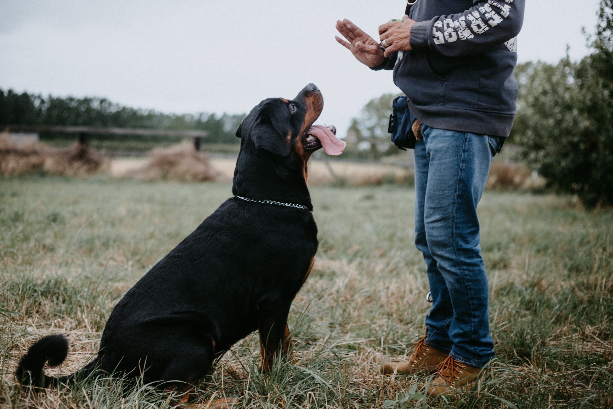 Train your Pets