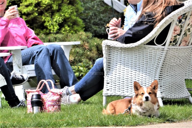 Backyard Picnic with pets