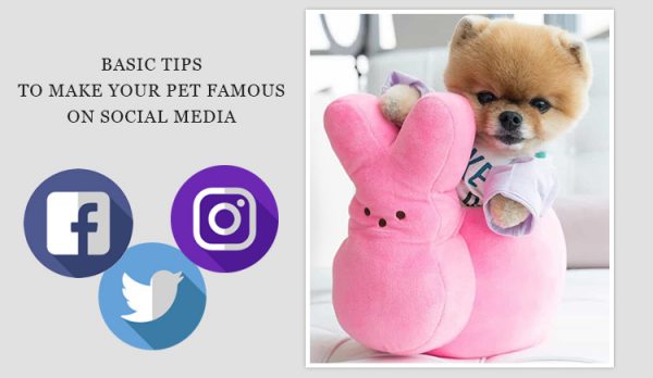 How to make your pet famous