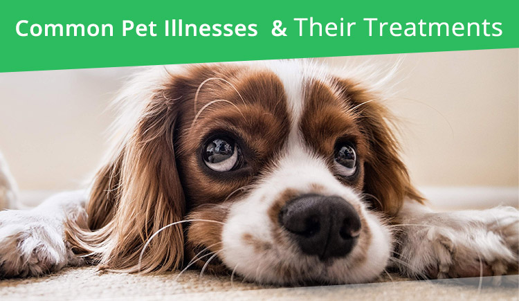 Common Illness and Treatment for Dogs and Cats