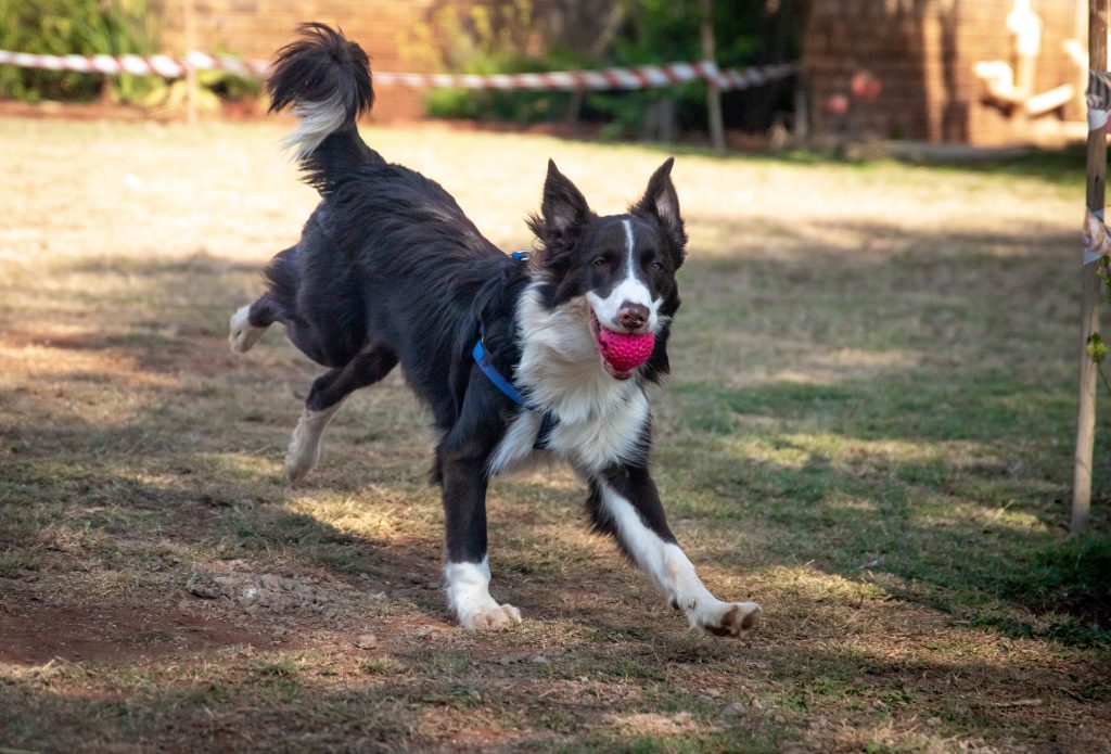 Playing Fetch with pets