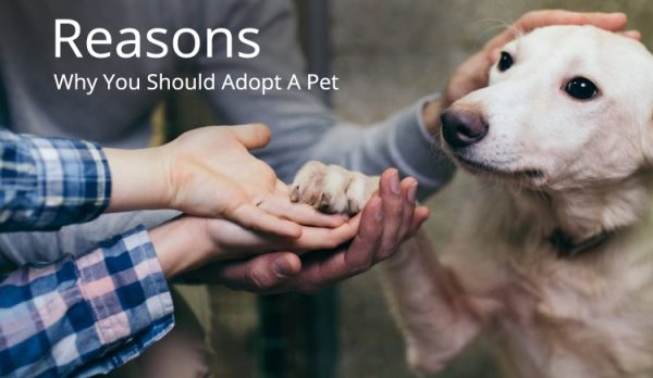 Reasons to adapt pets